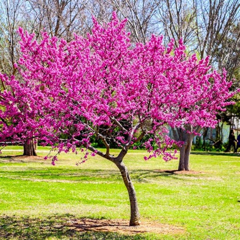 Red Bud Tree 1.jpg