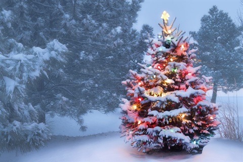 Christmas Tree Outside Image.jpg