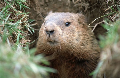 Ground Hog Image.jpg